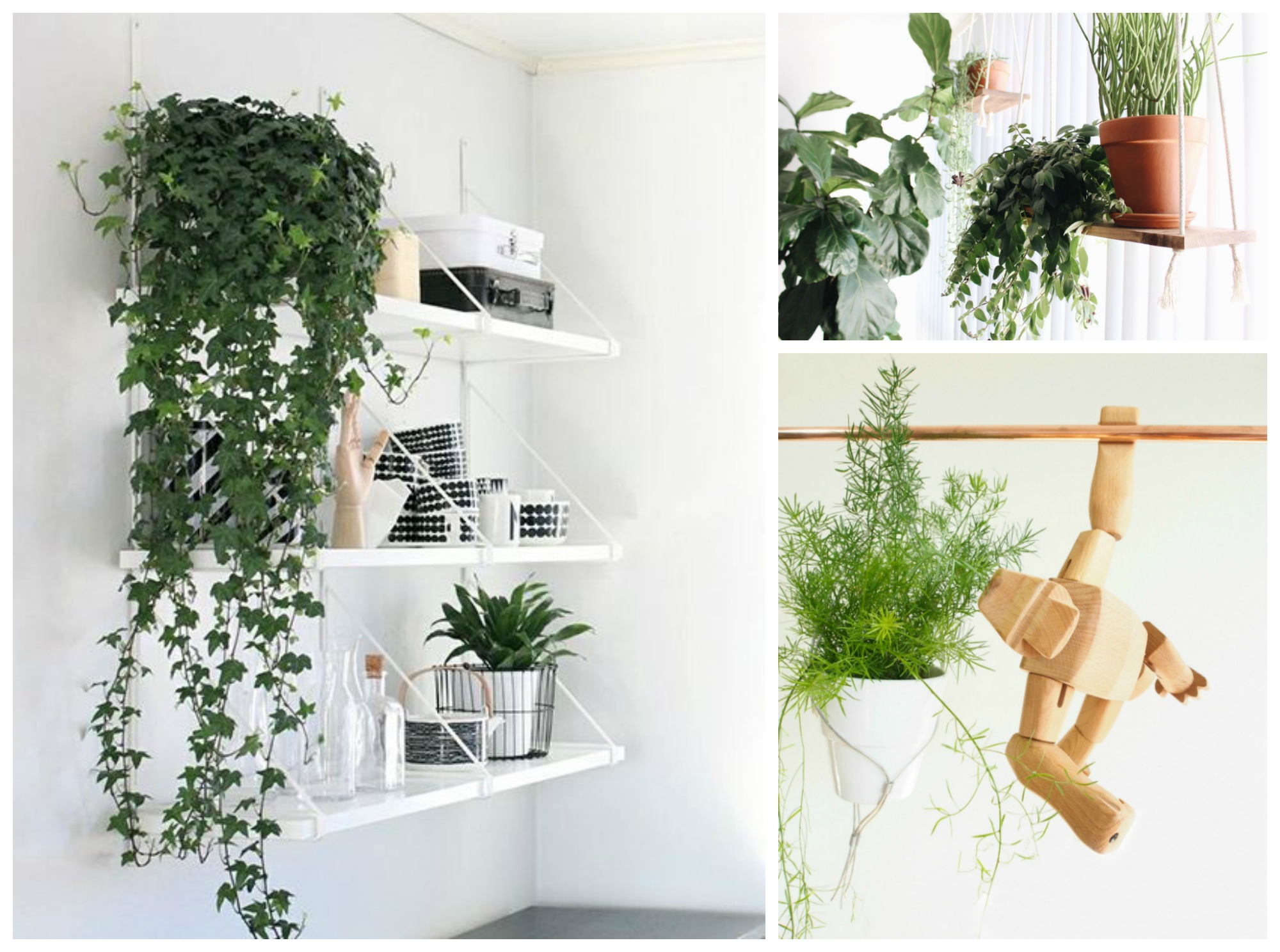 living room hanging plants