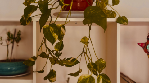 A hard to kill hanging plant on a shelf.